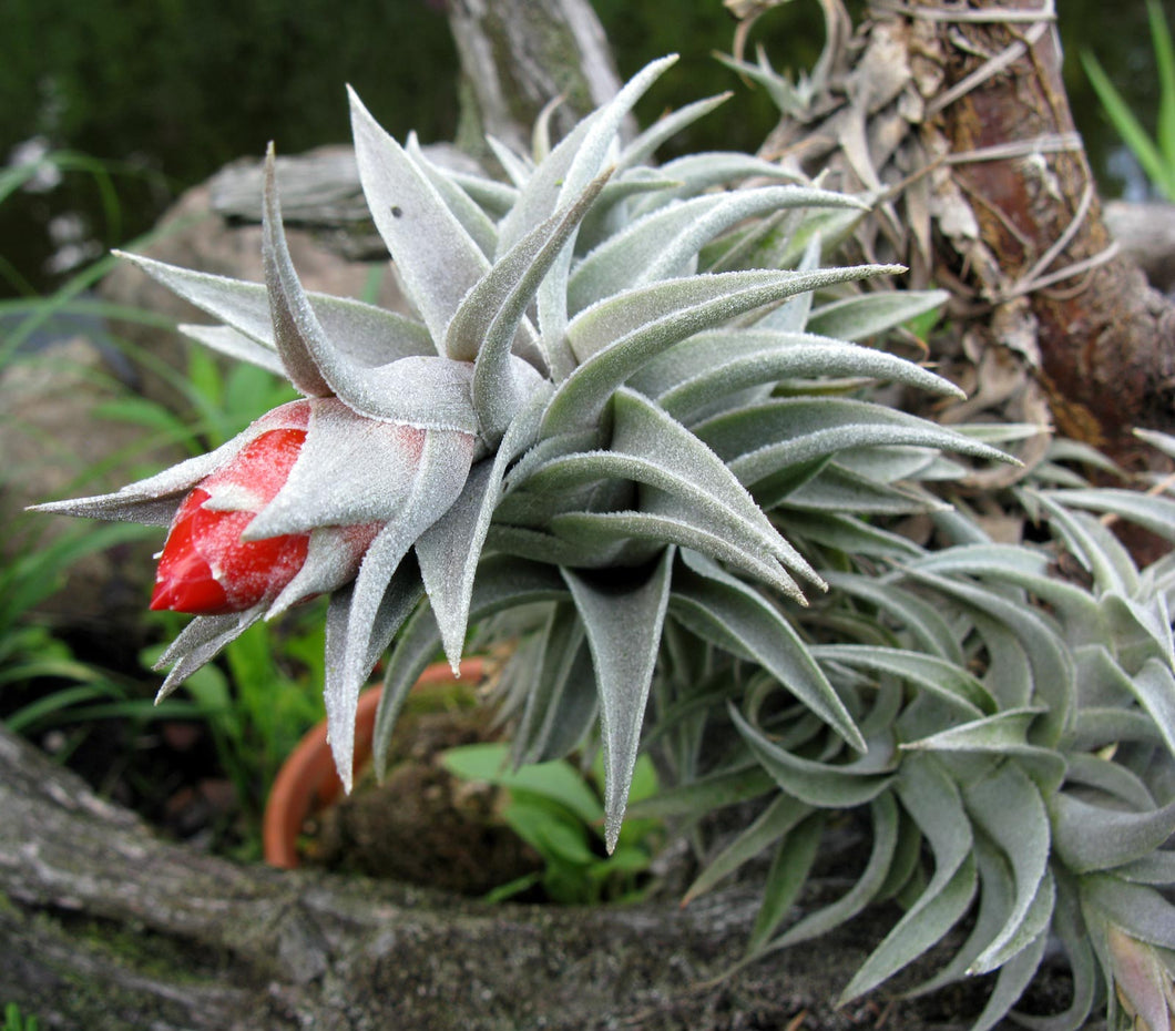 Air Plant, Bromeliad Tillandsia edithae