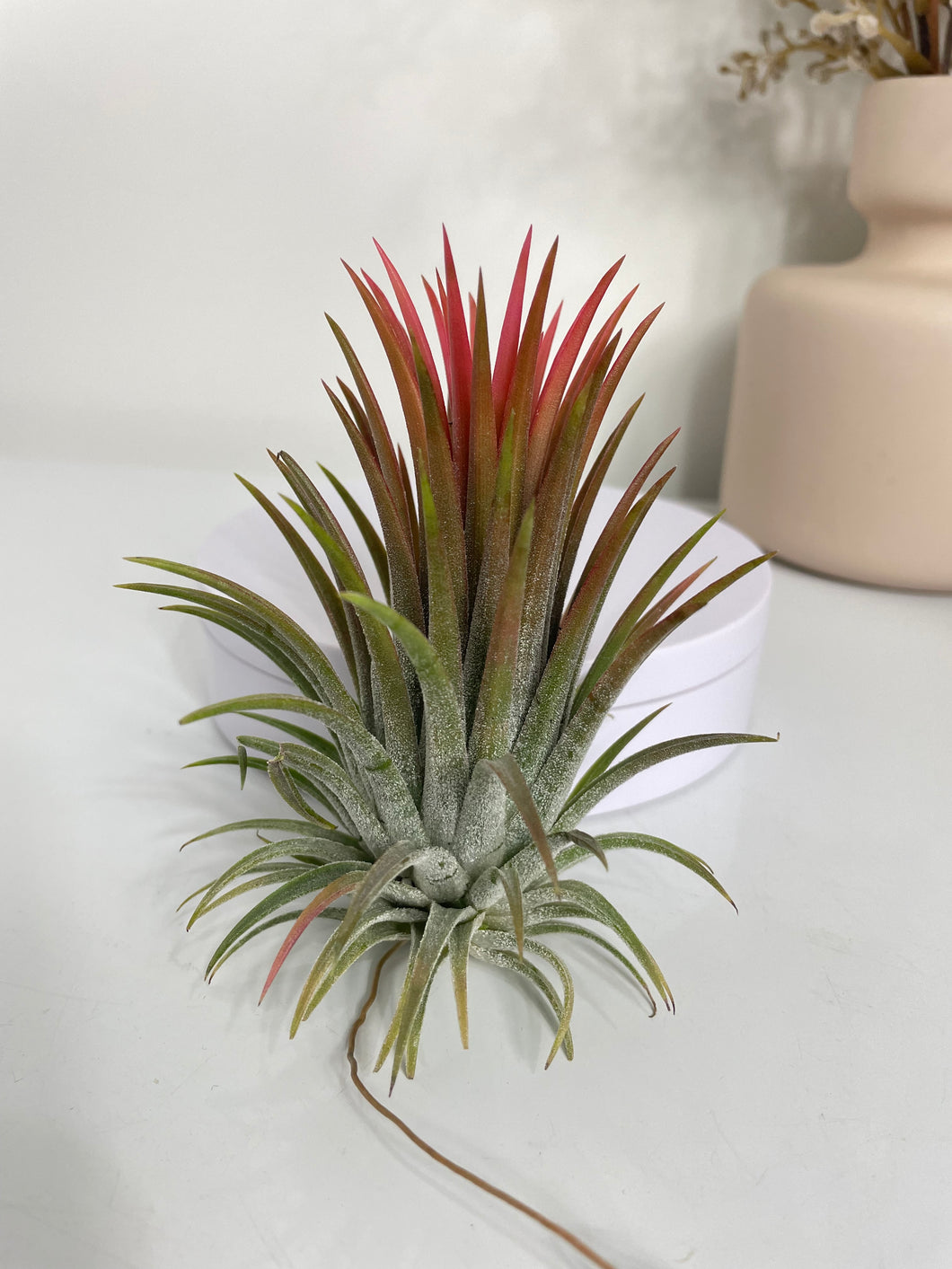 Air Plant, Bromeliad Tillandsia ionantha 'Rubra' Large