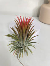 Load image into Gallery viewer, Air Plant, Bromeliad Tillandsia ionantha &#39;Rubra&#39; Large
