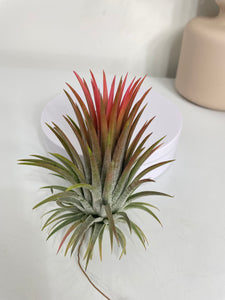 Air Plant, Bromeliad Tillandsia ionantha 'Rubra' Large