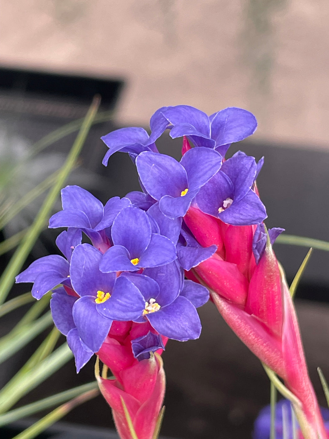 Tillandsia aeranthos clump Flowering Air Plant x 1