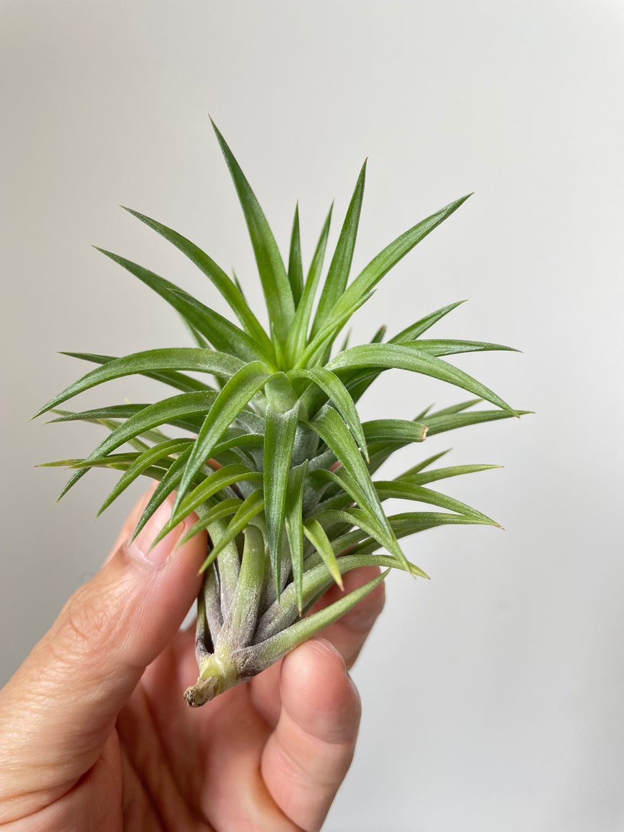 Air Plant, Bromeliad Tillandsia neglecta x 1 – Crystal King Australia