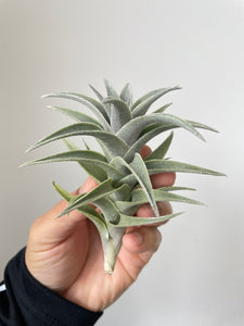 Air Plant, Bromeliad Tillandsia edithae