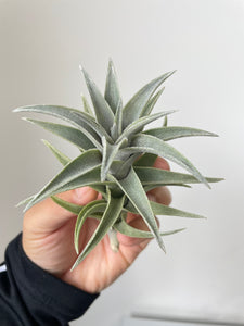 Air Plant, Bromeliad Tillandsia edithae