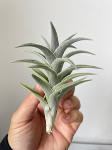 Air Plant, Bromeliad Tillandsia edithae