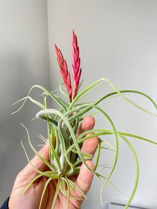 Air Plant, Bromeliad Tillandsia caput-medusae