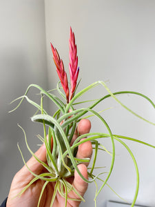 Air Plant, Bromeliad Tillandsia caput-medusae