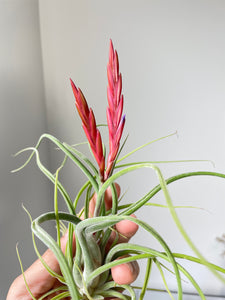 Air Plant, Bromeliad Tillandsia caput-medusae