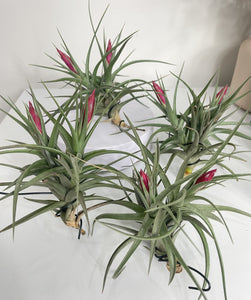 Tillandsia aeranthos clump Flowering Air Plant x 1