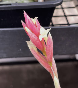 Air Plant, Bromeliad Tillandsia jucunda Clump