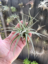 Load image into Gallery viewer, Air Plant, Bromeliad Tillandsia jucunda Clump
