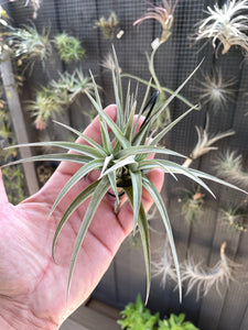 Air Plant, Bromeliad Tillandsia jucunda Clump