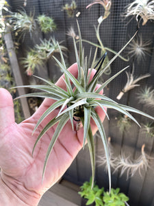 Air Plant, Bromeliad Tillandsia jucunda Clump