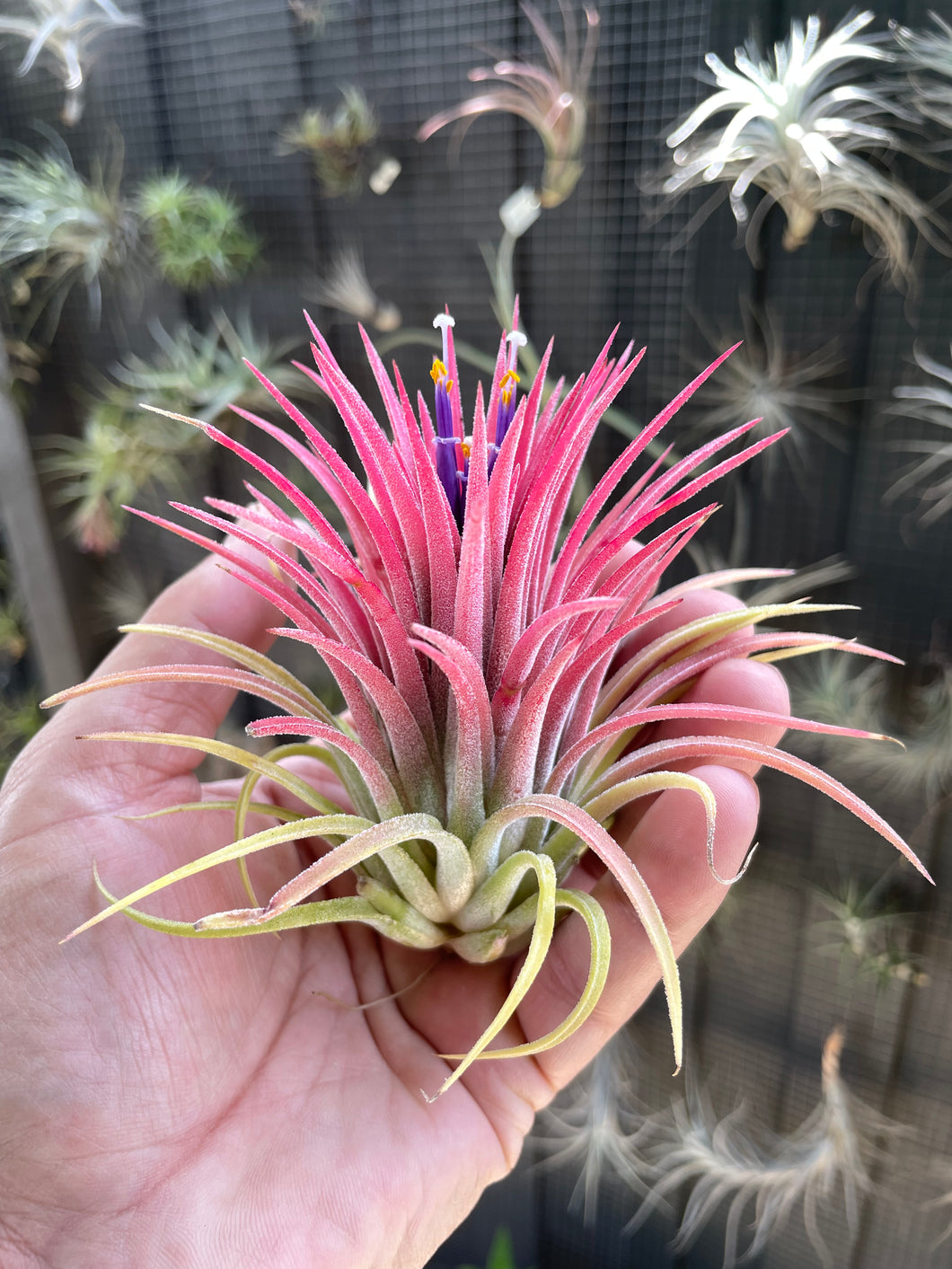 Air Plant, Bromeliad Tillandsia ionantha 'Curly Leaf'