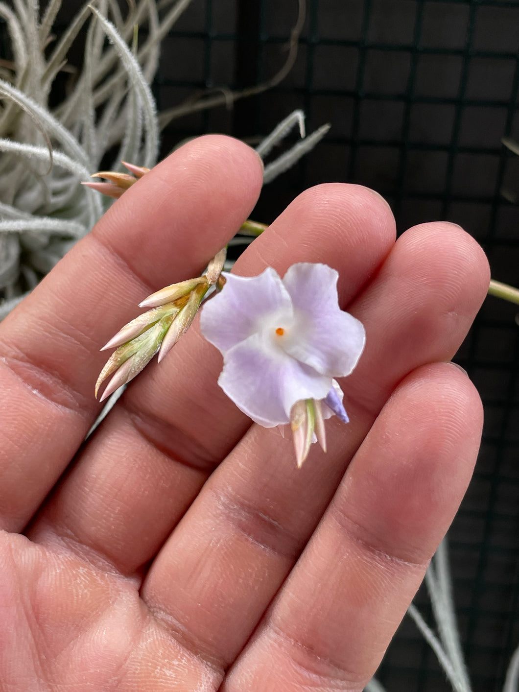 Tillandsia reichenbachii - Fragrant air plant