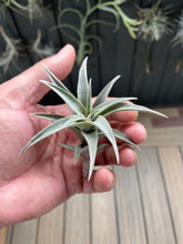 Load image into Gallery viewer, Air Plant, Bromeliad Tillandsia edithae
