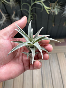 Air Plant, Bromeliad Tillandsia edithae