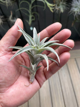 Load image into Gallery viewer, Air Plant, Bromeliad Tillandsia edithae
