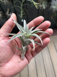 Air Plant, Bromeliad Tillandsia edithae