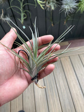 Load image into Gallery viewer, Air Plant, Bromeliad Tillandsia Mystic Albert x 1
