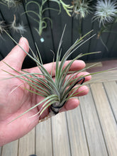 Load image into Gallery viewer, Air Plant, Bromeliad Tillandsia Mystic Albert x 1
