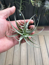 Load image into Gallery viewer, Air Plant, Bromeliad Tillandsia Leon x 1
