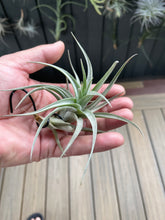 Load image into Gallery viewer, Air Plant, Bromeliad Tillandsia Leon x 1
