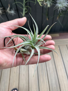 Air Plant, Bromeliad Tillandsia Leon x 1