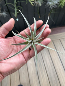 Air Plant, Bromeliad Tillandsia jucunda x 1