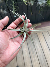 Load image into Gallery viewer, Air Plant, Bromeliad Tillandsia jucunda x 1
