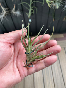 Air Plant, Bromeliad Tillandsia albertiana x 1