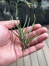 Load image into Gallery viewer, Air Plant, Bromeliad Tillandsia albertiana x 1
