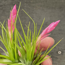 Load image into Gallery viewer, Air Plant, Bromeliad Tillandsia tenuifolia Emerald Forest x 1
