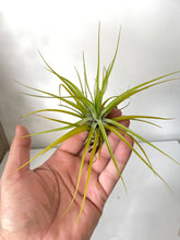 Load image into Gallery viewer, Air Plant, Bromeliad Tillandsia tenuifolia Emerald Forest x 1
