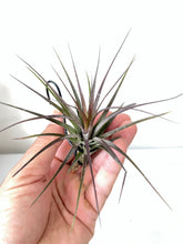 Load image into Gallery viewer, Air Plant, Bromeliad Tillandsia tenuifolia Amethyst x 1
