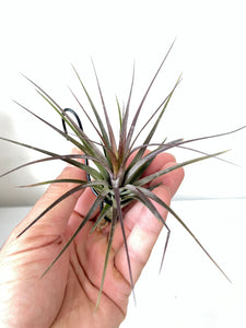 Air Plant, Bromeliad Tillandsia tenuifolia Amethyst x 1