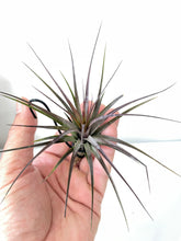 Load image into Gallery viewer, Air Plant, Bromeliad Tillandsia tenuifolia Amethyst x 1
