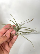 Load image into Gallery viewer, Air Plant, Bromeliad Tillandsia crocata x 1
