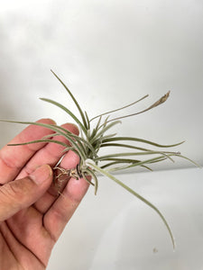 Air Plant, Bromeliad Tillandsia crocata x 1