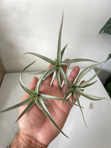 Air Plant, Bromeliad Tillandsia ixioides x 1