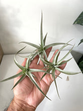 Load image into Gallery viewer, Air Plant, Bromeliad Tillandsia ixioides x 1
