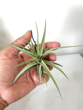 Load image into Gallery viewer, Air Plant, Bromeliad Tillandsia aeranthos x 1
