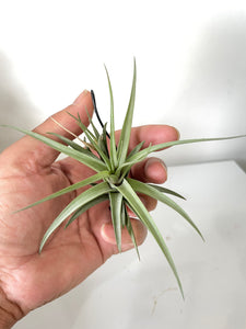 Air Plant, Bromeliad Tillandsia aeranthos x 1