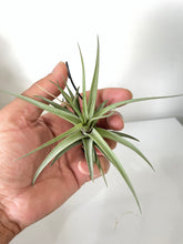 Load image into Gallery viewer, Air Plant, Bromeliad Tillandsia aeranthos x 1
