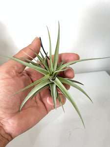 Air Plant, Bromeliad Tillandsia aeranthos x 1