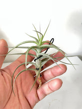 Load image into Gallery viewer, Air Plant, Bromeliad Tillandsia bergeri x 1
