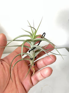 Air Plant, Bromeliad Tillandsia bergeri x 1