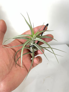 Air Plant, Bromeliad Tillandsia bergeri x 1