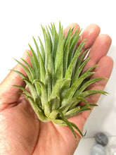 Load image into Gallery viewer, Tillandsia ionantha &#39;Bravo&#39; air plant
