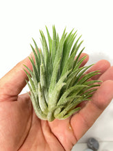 Load image into Gallery viewer, Tillandsia ionantha &#39;Bravo&#39; air plant
